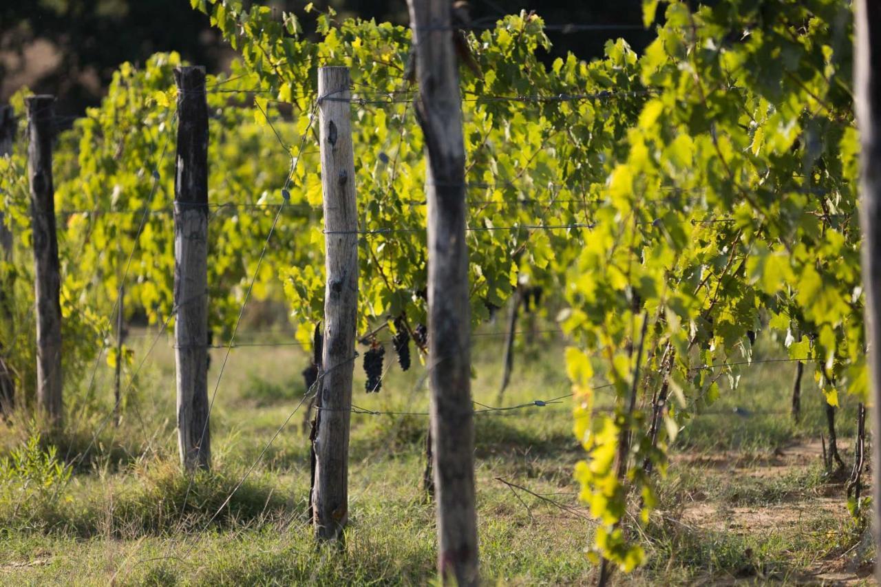 Agriturismo Le Baccane Вінчі Екстер'єр фото